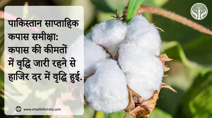 पाकिस्तान साप्ताहिक कपास समीक्षा: कपास की कीमतों में वृद्धि जारी रहने से हाजिर दर में वृद्धि हुई.