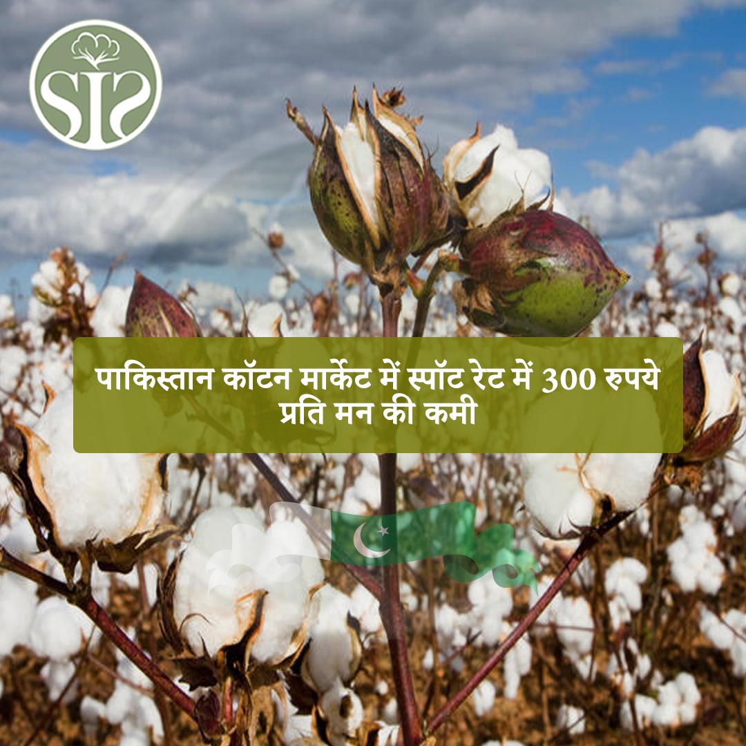 Spot rate in Pakistan cotton market decreased by Rs 300 per head