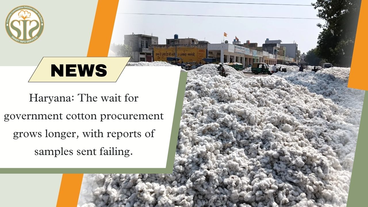Haryana: Cotton procurement stalled, samples fail