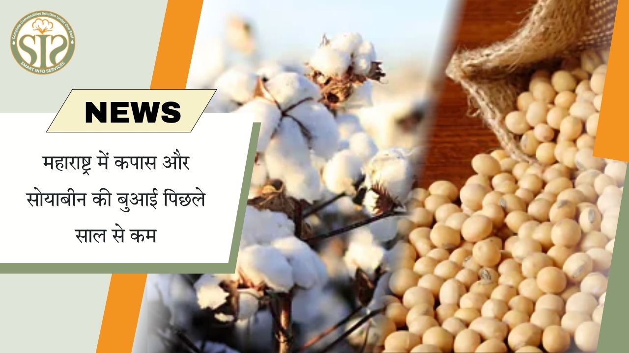 महाराष्ट्र में कपास-सोयाबीन बुवाई घटी
