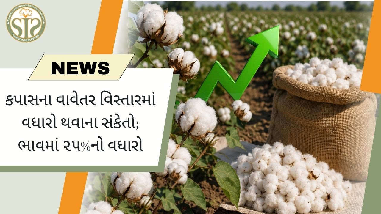 કપાસના ભાવમાં 25% ઉછાળો, વાવેતર વિસ્તાર વધવાના સંકેત