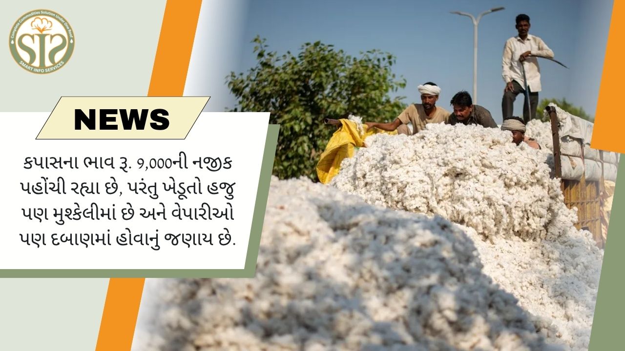 કપાસના ભાવ 9,000 રૂપિયાની નજીક, છતાં ખેડૂતો અને વેપારીઓ સંકટનો સામનો કરી રહ્યા છે
