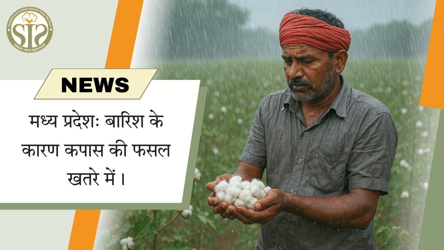 मध्य प्रदेश: बारिश से कपास की फसल संकट में