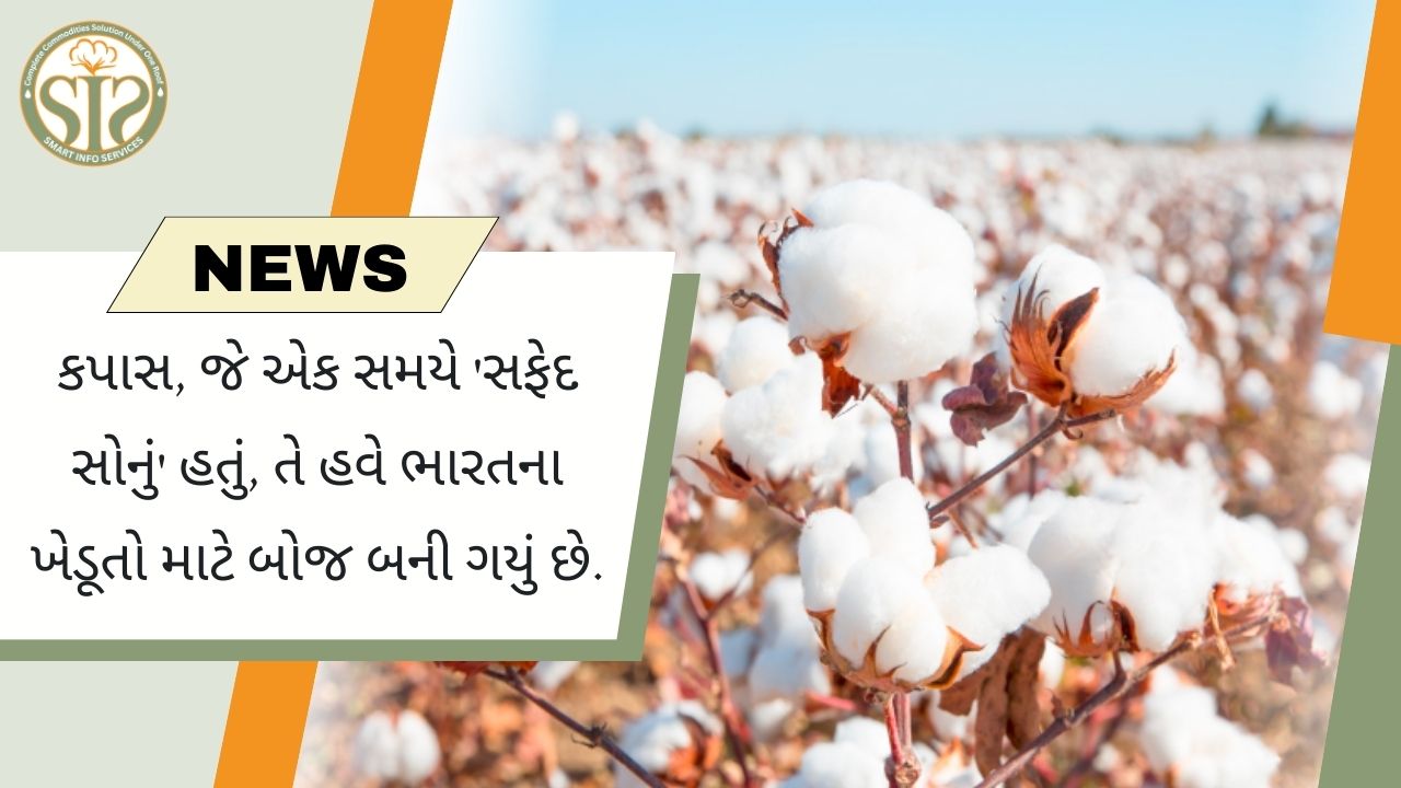 "સફેદ સોનું' કપાસ હવે ખેડૂતો માટે બોજ બની ગયું છે"