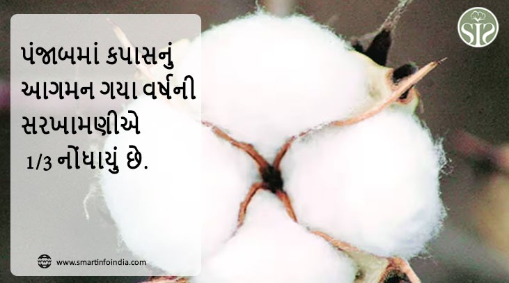 પંજાબમાં કપાસનું આગમન ગયા વર્ષની સરખામણીએ 1/3 નોંધાયું છે.