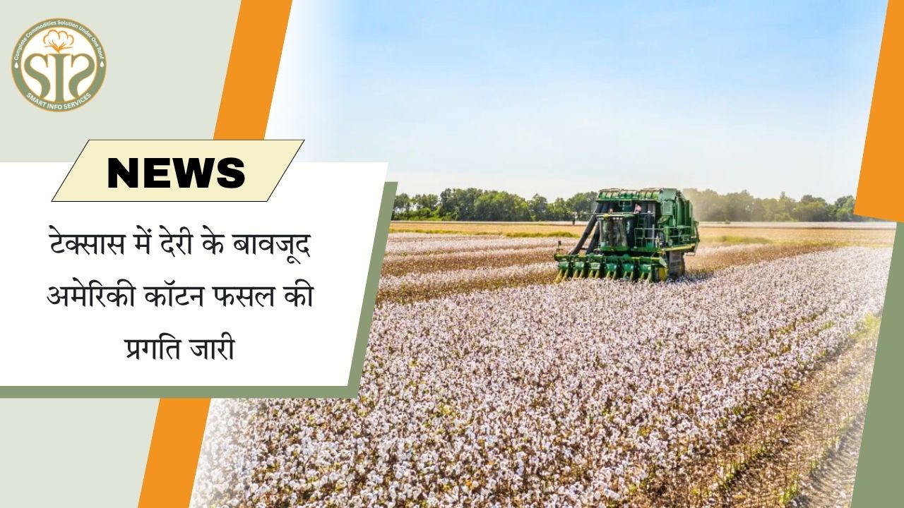 टेक्सास में देरी के बावजूद अमेरिकी कपास बुवाई आगे बढ़ी