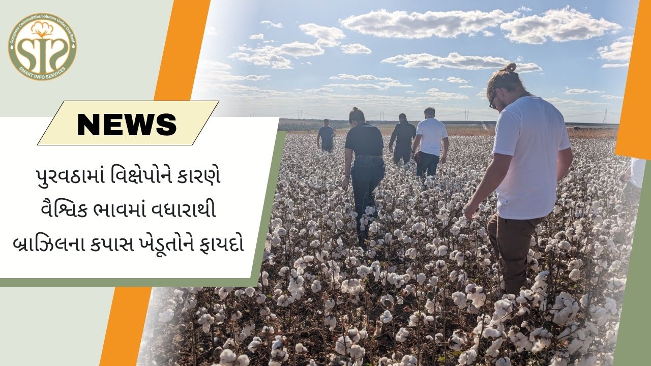 વૈશ્વિક ભાવ વધારાથી બ્રાઝિલના કપાસ ખેડૂતોને લાભ