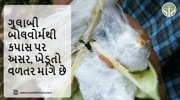 ગુલાબી બોલવોર્મથી કપાસ પર અસર, ખેડૂતો વળતર માંગે છે