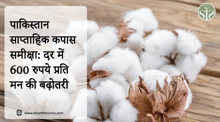 पाकिस्तान : साप्ताहिक कपास समीक्षा: दर में 600 रुपये प्रति मन की बढ़ोतरी