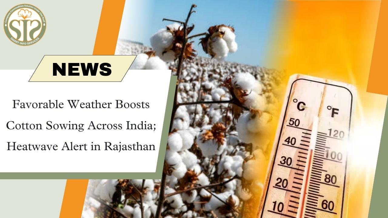 Cotton sowing intensifies due to favorable weather, heat wave alert in Rajasthan