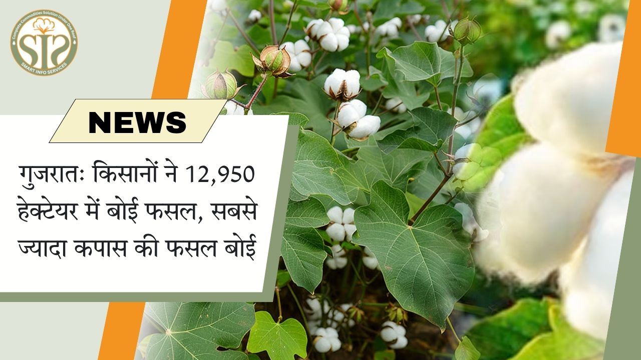 गुजरात: किसानों ने 12,950 हेक्टेयर में बोई फसल, सबसे ज्यादा कपास की फसल बोई