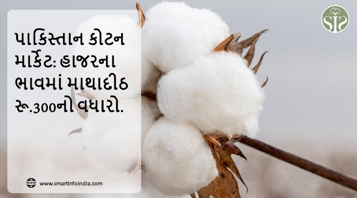 પાકિસ્તાન: કોટન માર્કેટ: હાજરના ભાવમાં માથાદીઠ રૂ.300નો વધારો.