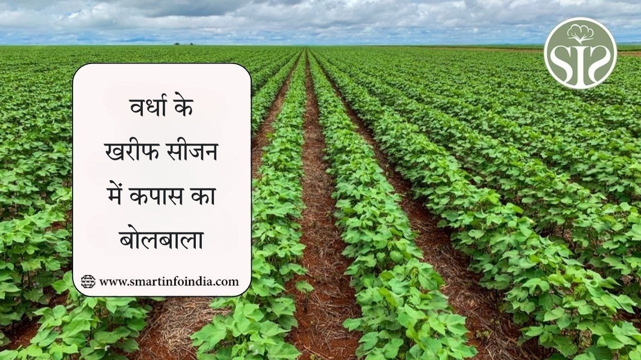 महाराष्ट्र : वर्धा जिले में खरीफ की बुआई में कपास का बोलबाला रहेगा