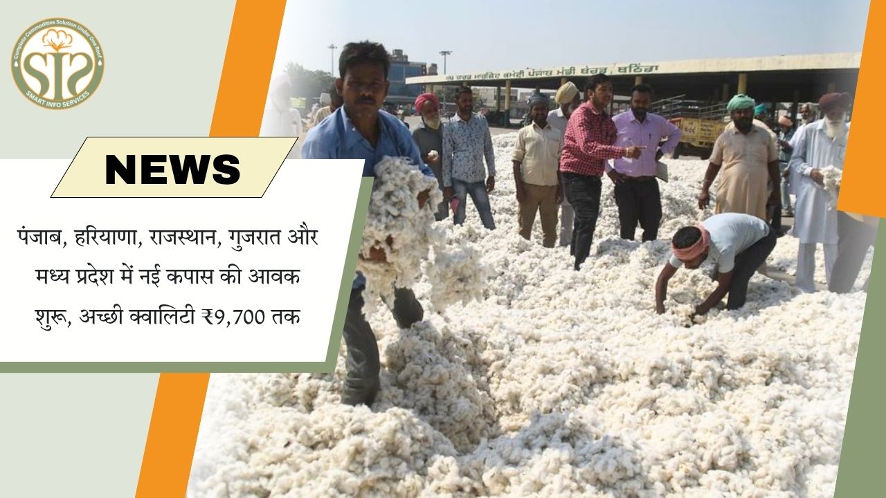 नई कपास की आवक शुरू, भाव ₹9,700 तक