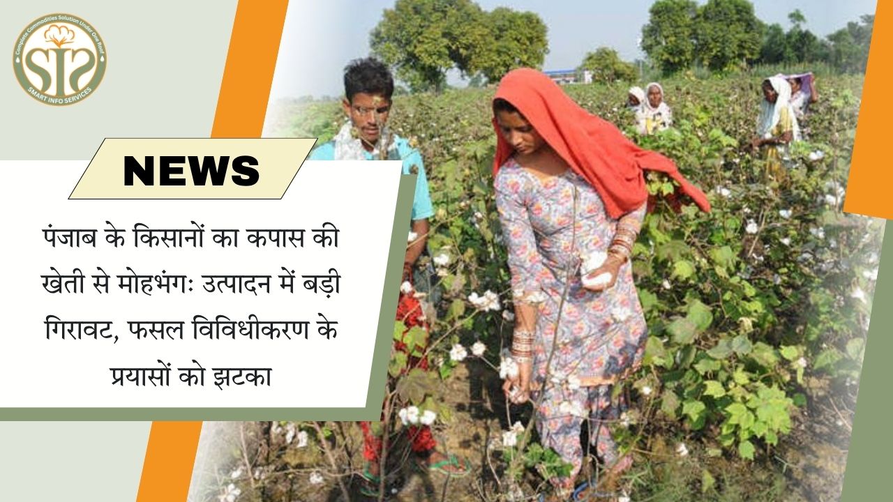 कपास से मोहभंग: पंजाब में उत्पादन गिरा, विविधीकरण को झटका