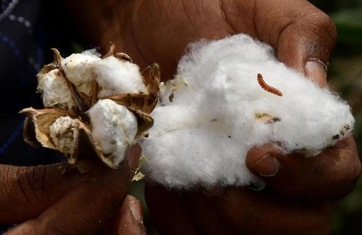 Punjab: Cotton crop relief talks inconclusive