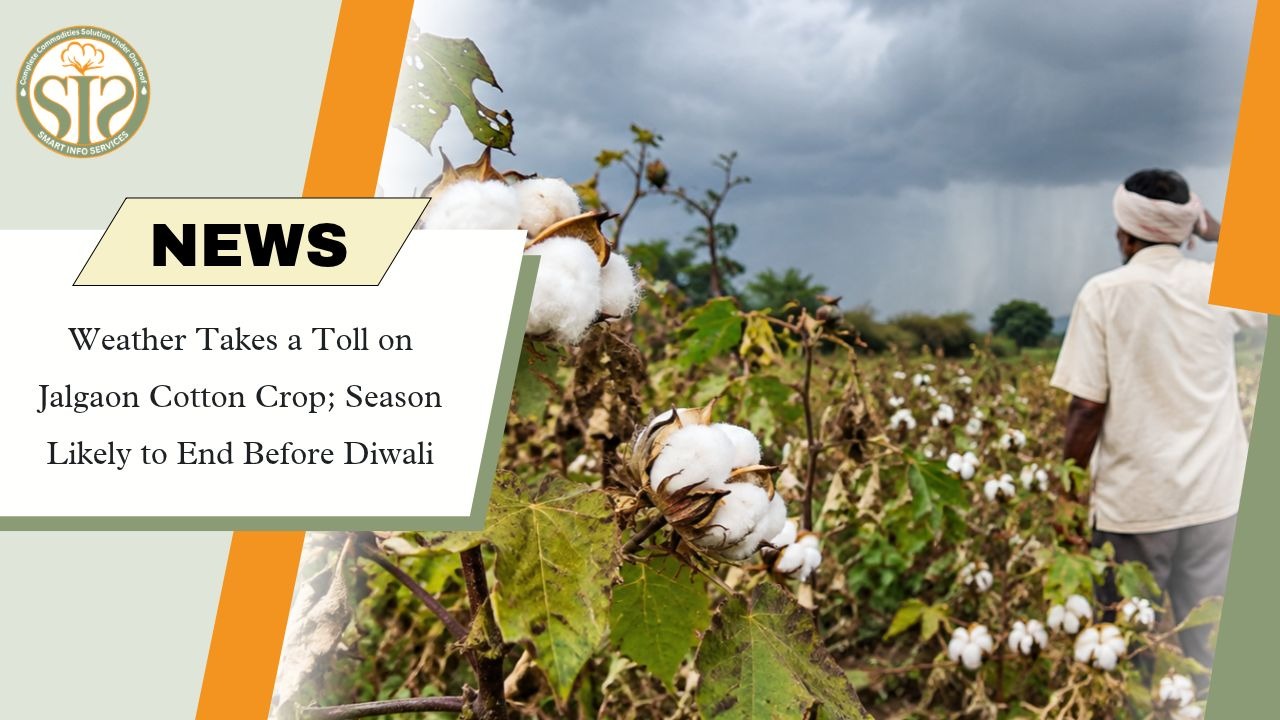 Weather Hits Jalgaon Cotton Crop