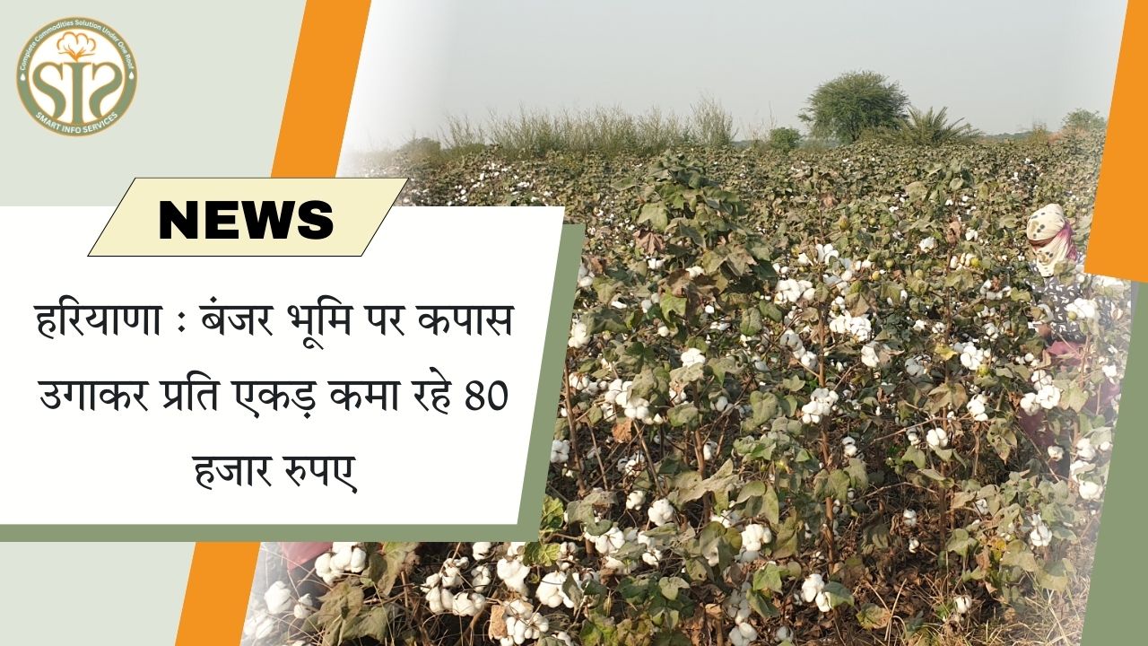 “बंजर जमीन पर कपास की खेती से 80 हजार की कमाई”