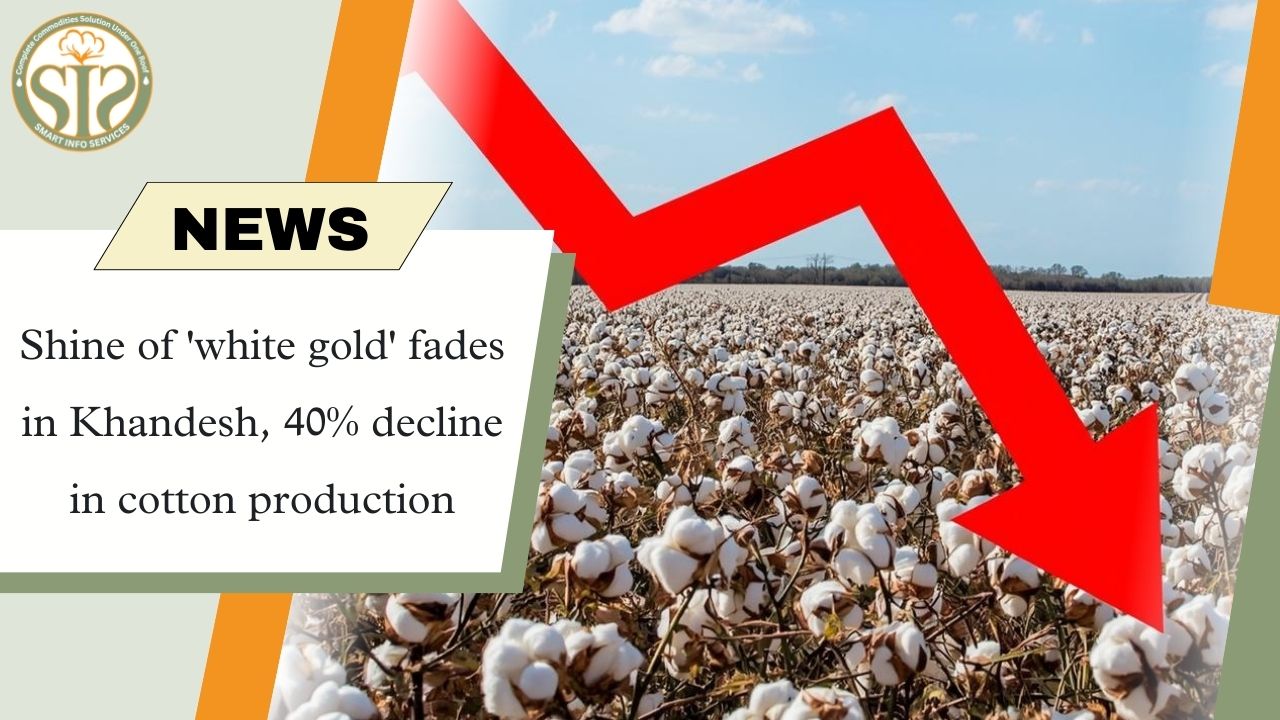 Cotton production in Khandesh dropped by 40%