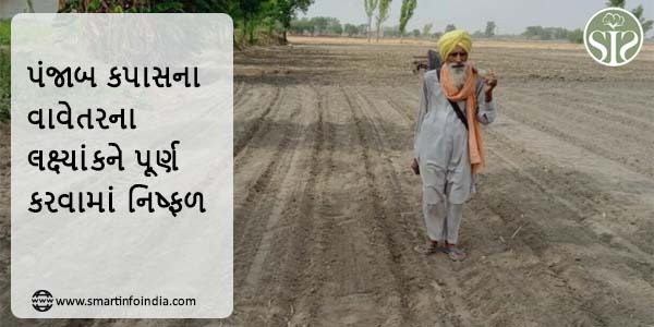 પંજાબ કપાસના વાવેતરના લક્ષ્યાંકને પૂર્ણ કરવામાં નિષ્ફળ રહ્યું છે