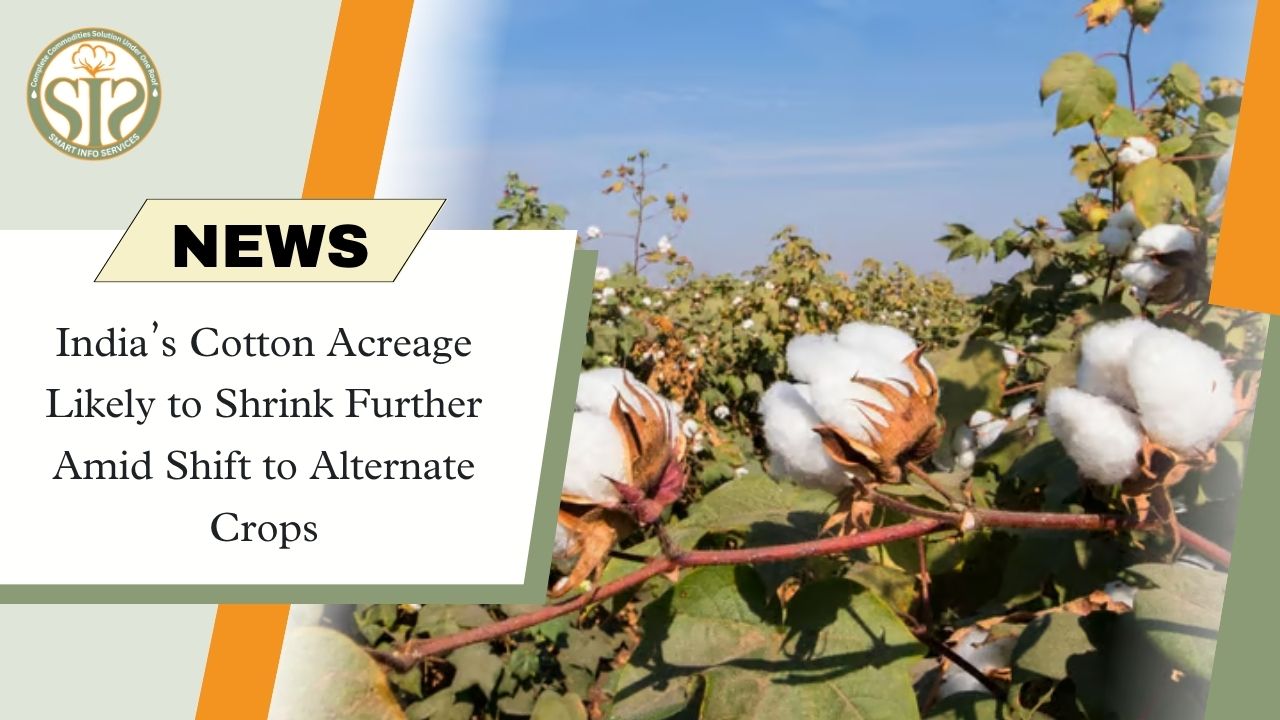 India’s Cotton Acreage Likely to Shrink Further Amid Shift to Alternate Crops