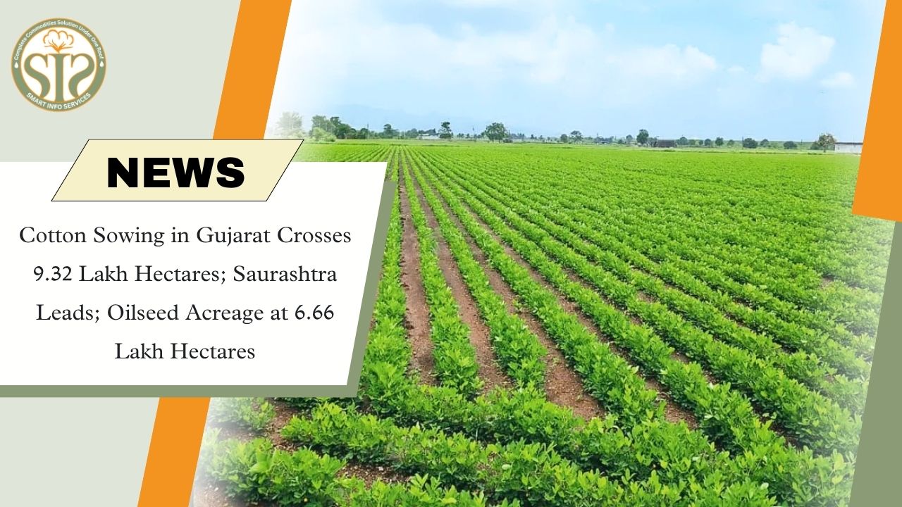 Gujarat Cotton Sowing Reaches 9.32 Lakh Hectares; Saurashtra Tops Kharif 2026