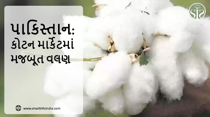 પાકિસ્તાન: કોટન માર્કેટમાં મજબૂત વલણ..