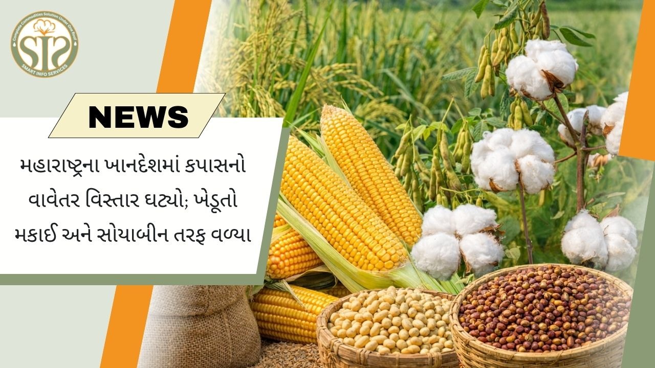 ખાનદેશમાં કપાસનું વાવેતર ઘટ્યું, ખેડૂતો મકાઈ અને સોયાબીન તરફ વળ્યા