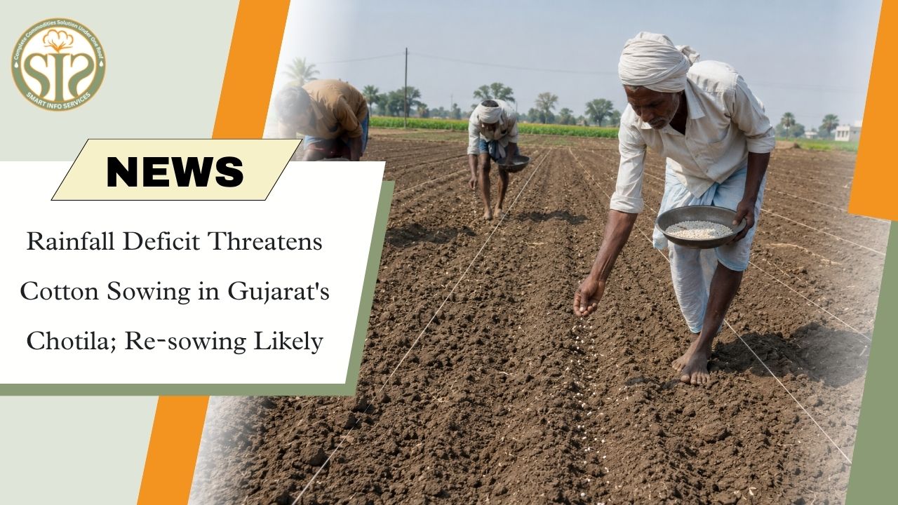 Dry Spell Hits Chotila Cotton