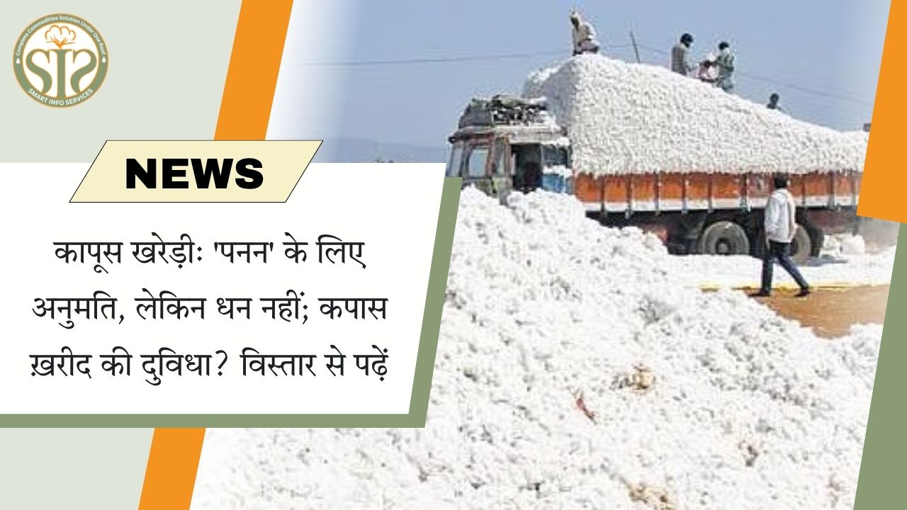 कपास खरीद में दुविधा: अनुमति मिली, धन अटका