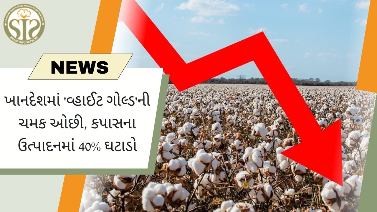 ખાનદેશમાં કપાસનું ઉત્પાદન 40% ઘટ્યું