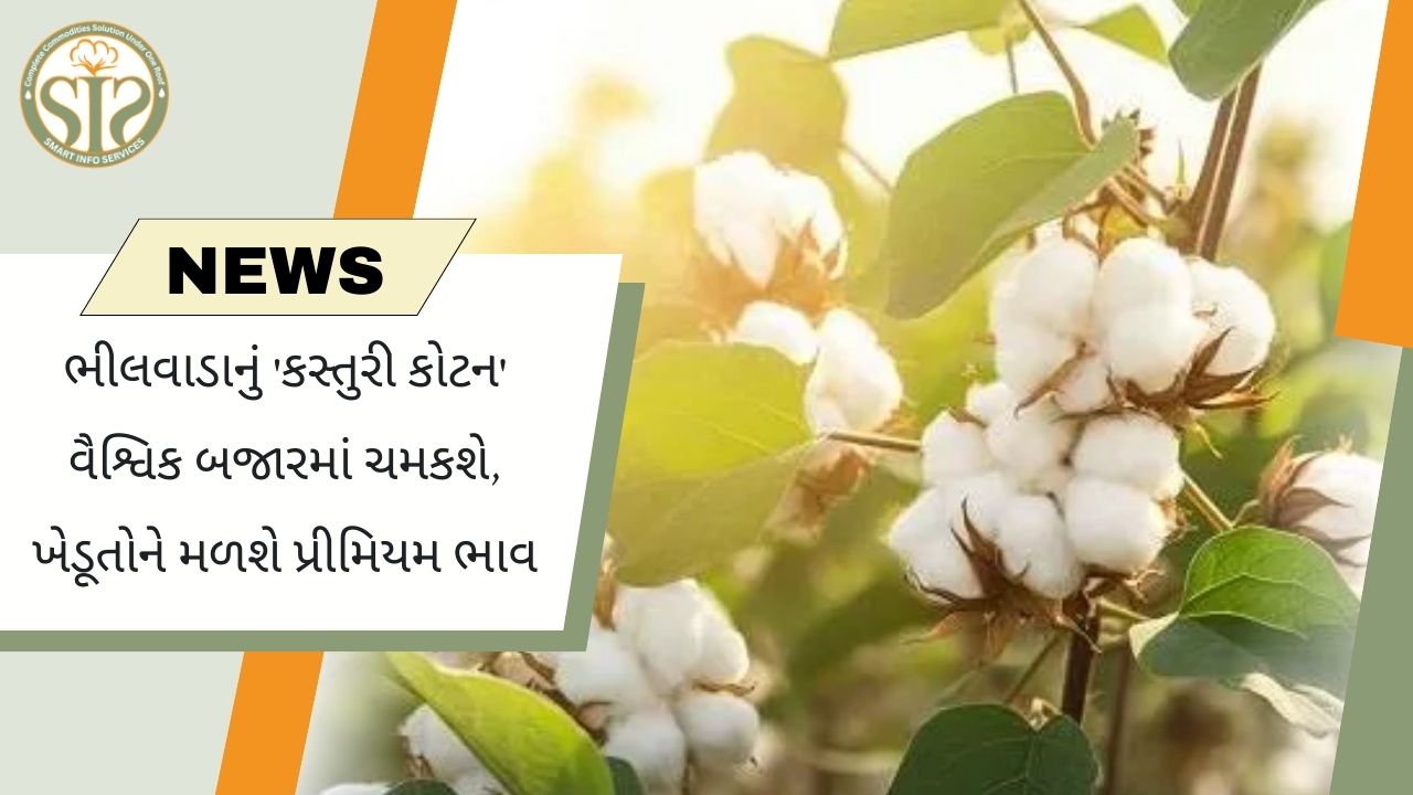 ભીલવાડાનો કસ્તુરી કપાસ વૈશ્વિક બજારમાં ચમકશે
