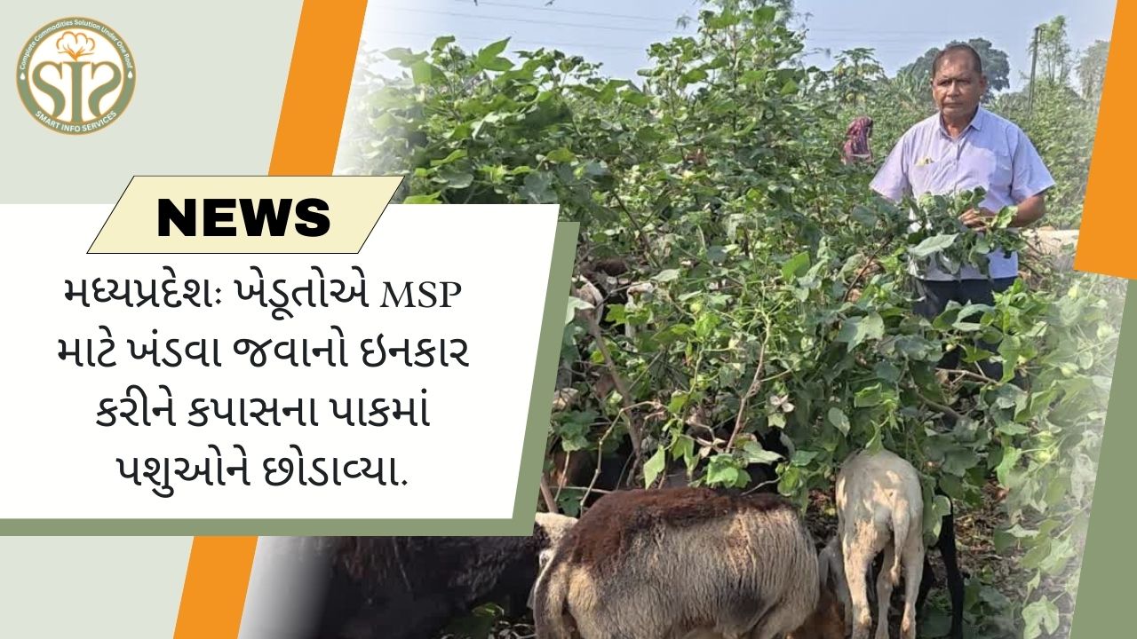 મધ્યપ્રદેશ: ખેડૂતોએ MSPના વિરોધમાં કપાસના ખેતરોમાં ઢોર છોડી દીધા