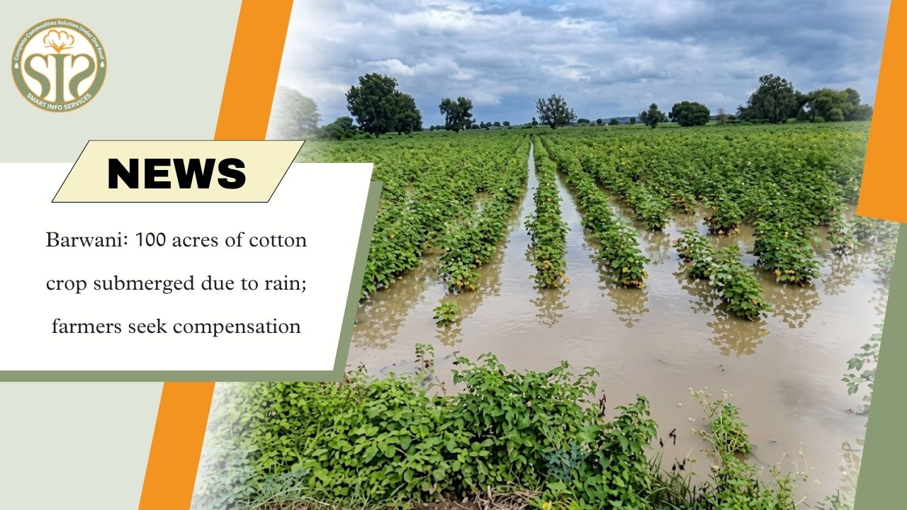 Barwani Cotton Crop Submerged After Rain