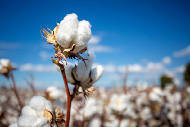 Cotton needs a long-term strategy