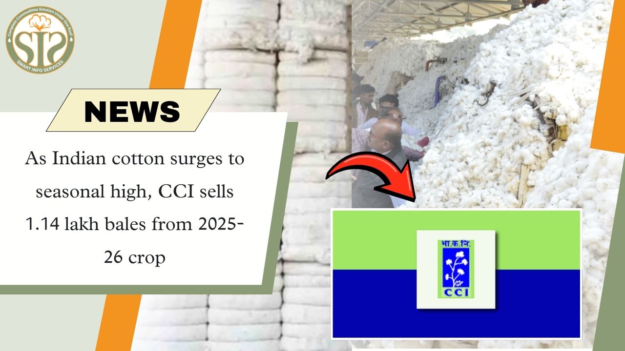 Cotton prices seasonal high in 2025-26, CCI sold 1.14 lakh bales