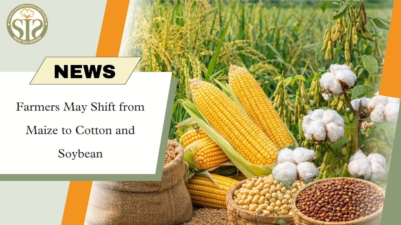 Farmers May Shift from Maize to Cotton and Soybean
