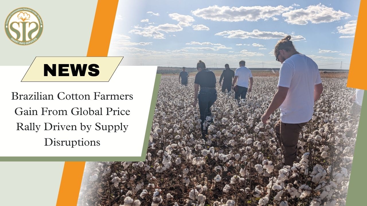 Brazil Cotton Farmers Benefit as Global Prices Rally