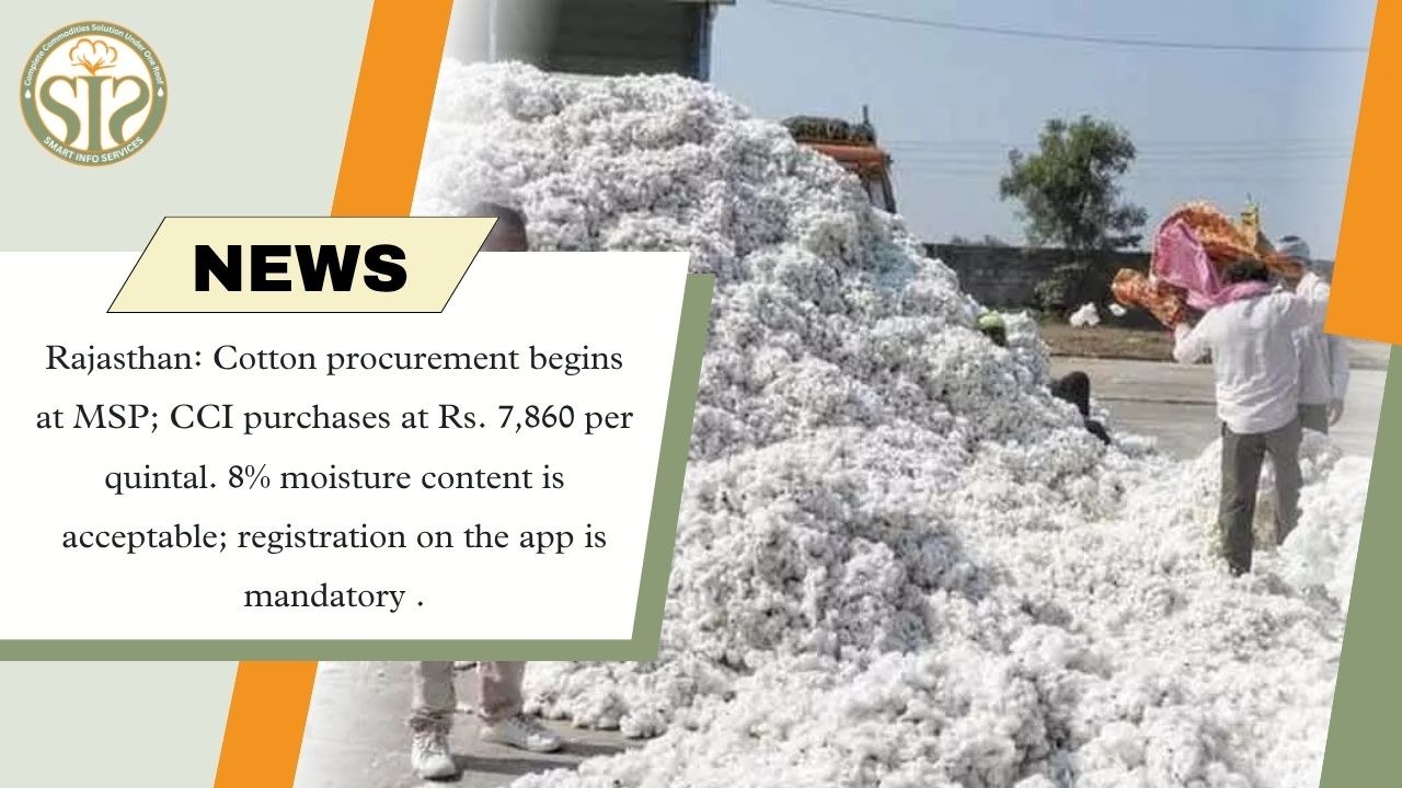 CCI begins cotton procurement in Rajasthan, MSP ₹7860 per quintal