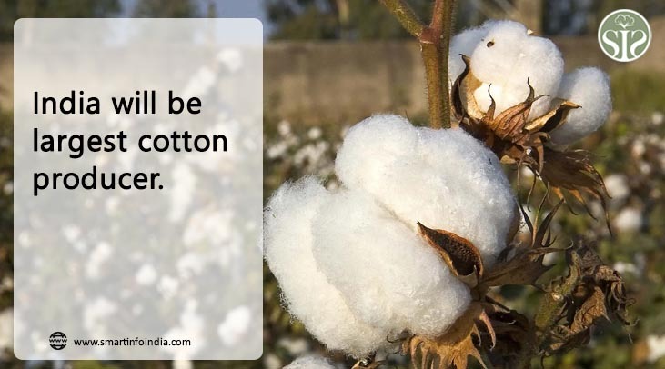 'India will be the largest cotton producer'