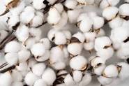 Government exempts customs duty on cotton import till September 30