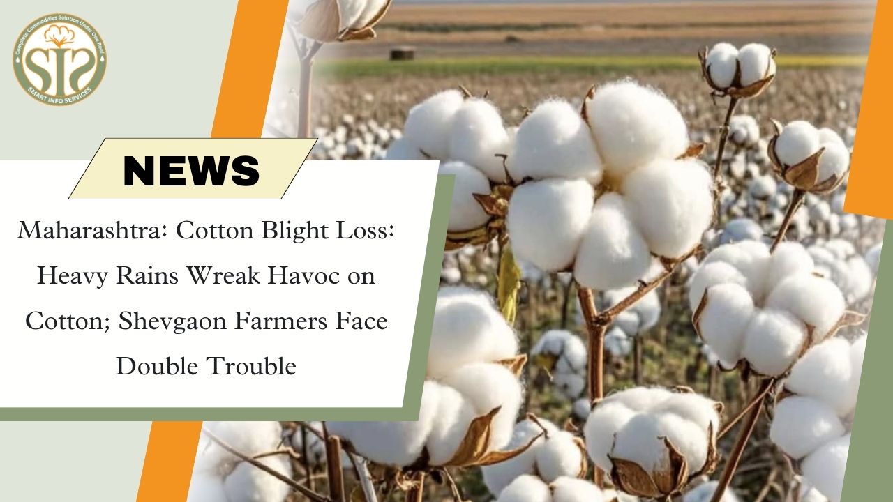 Heavy rain damages cotton in Shevgaon