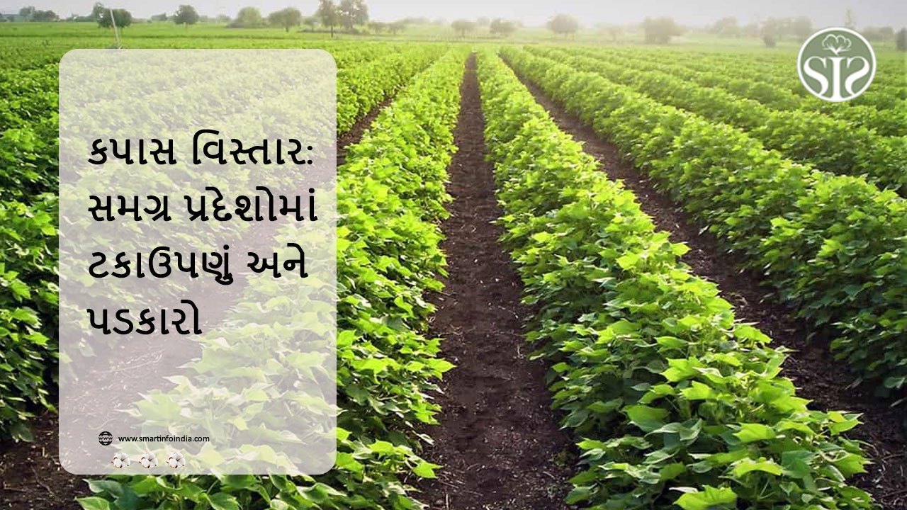 કપાસનો વાવેતર વિસ્તાર: સમગ્ર પ્રદેશોમાં સ્થિરતા અને પડકારો