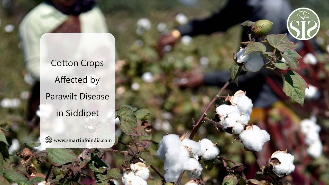 Cotton Crops Affected by Parawilt Disease in Siddipet