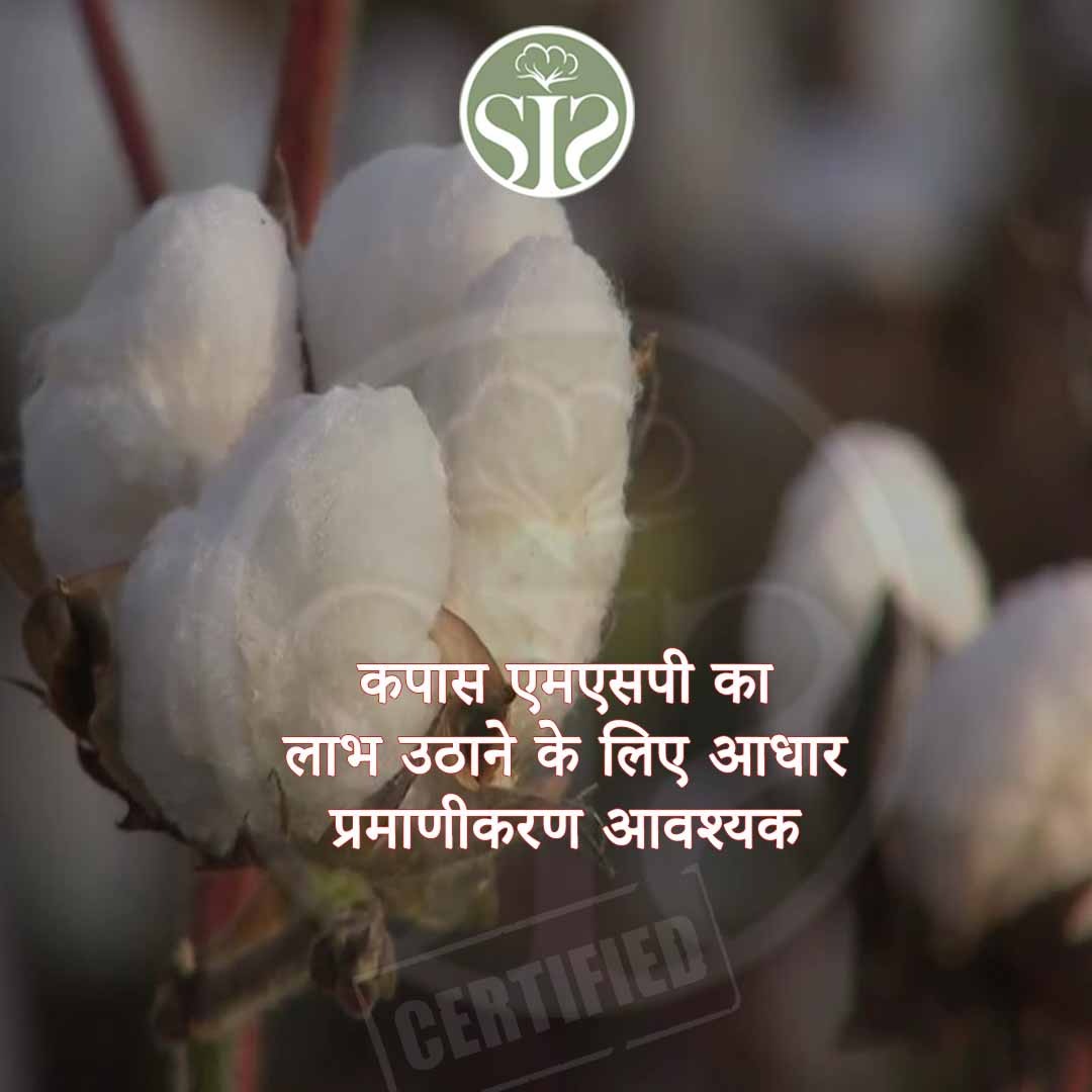 Aadhaar authentication required to avail cotton MSP