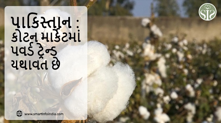 પાકિસ્તાન કોટન માર્કેટમાં તેજીનું વલણ ચાલુ છે