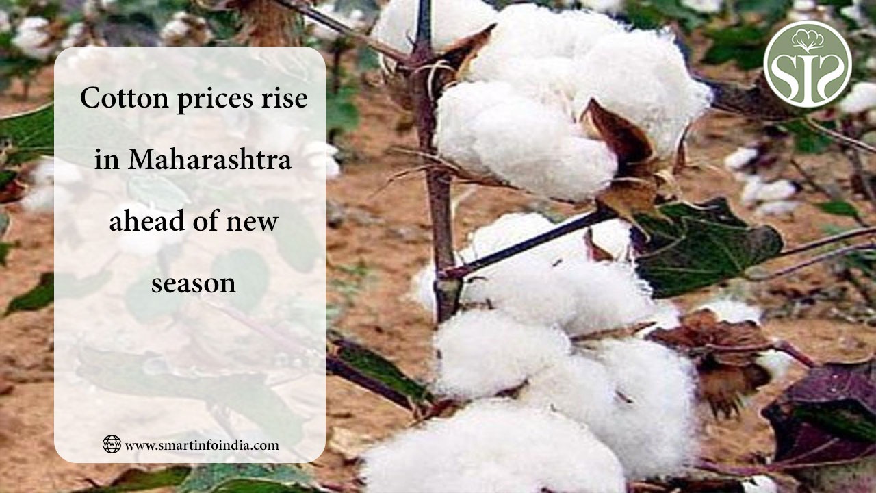 Cotton prices rise in Maharashtra ahead of new season