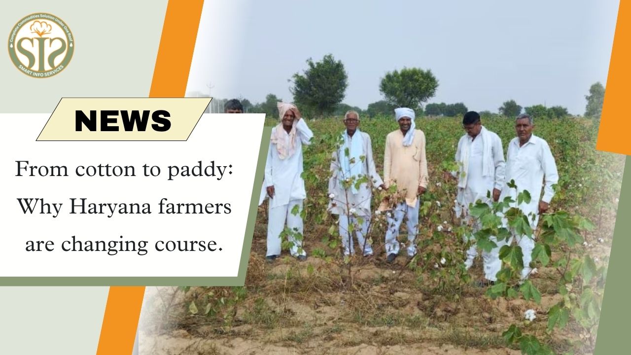 Why Haryana Farmers Are Shifting From Cotton to Paddy Cultivation