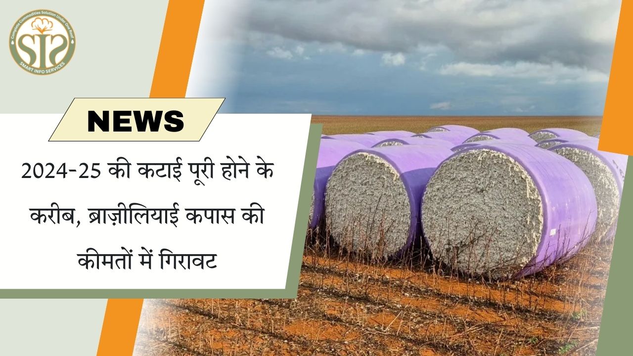 ब्राज़ीलियाई कपास की कीमतें गिरावट के करीब (2024-25)