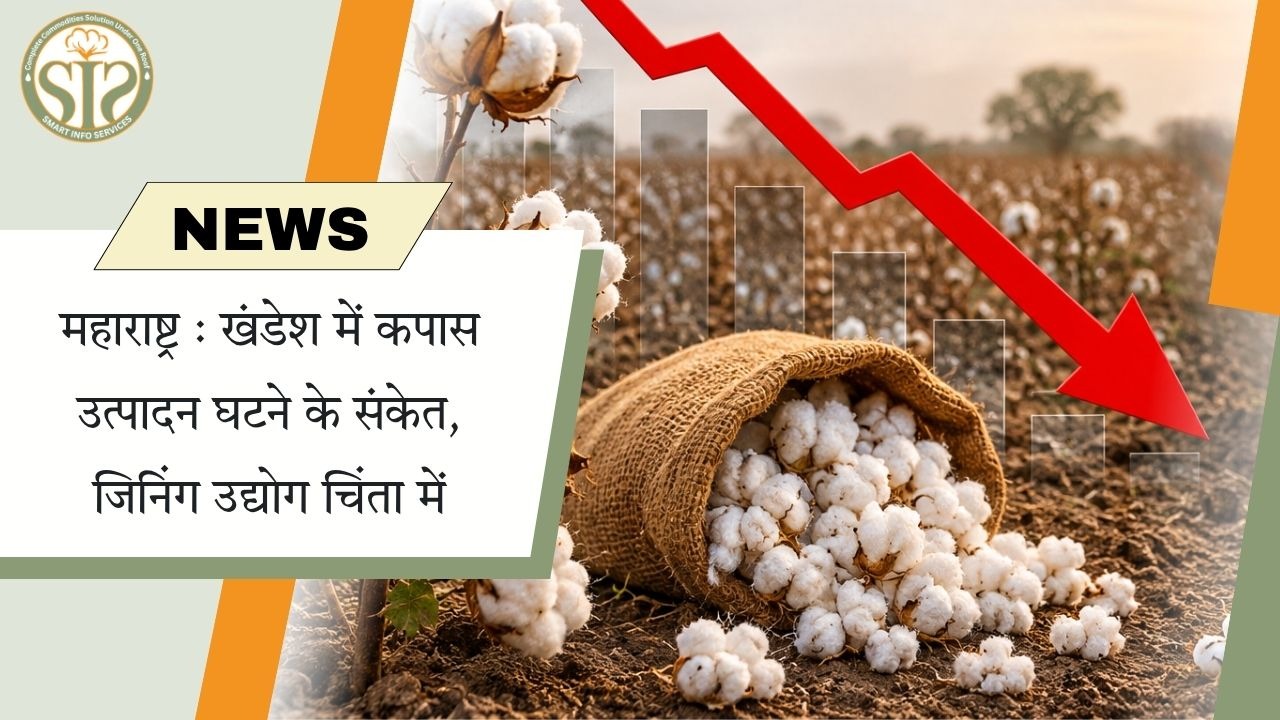 खंडेश में कपास उत्पादन घटने के संकेत, जिनिंग उद्योग चिंतित